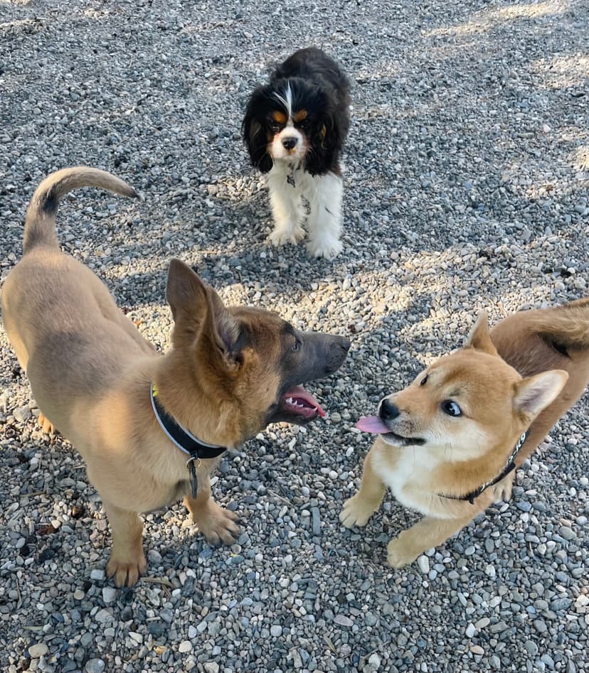 Habitaciones para perros en residencia canina LARESI